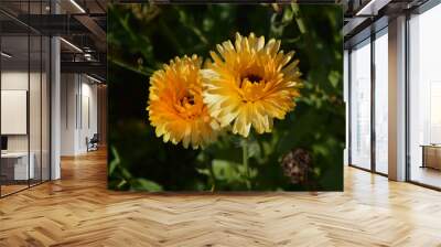 Top view on gold flowers of Calendula officinalis Wall mural