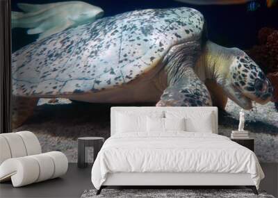 Sea turtle and shark swimming in deep ocean Wall mural