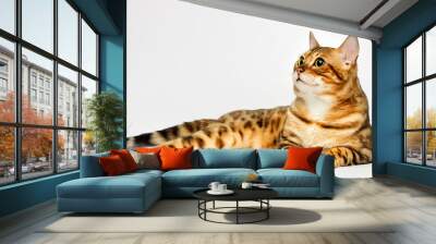 adult bengal cat looks on a white background Wall mural