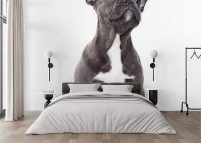 bulldog dog on white background Wall mural