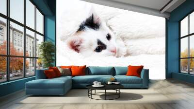 cute kitten lies in a soft fluffy blanket Wall mural