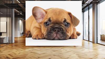 cute puppy looking Wall mural