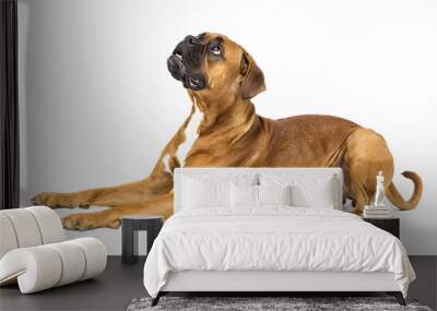 dog boxer breeds on white background Wall mural