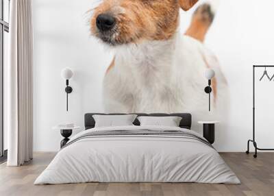 dog jack russell terrier stands on a white background Wall mural