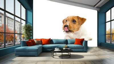 dog licks on a white background, breed Jack Russell Wall mural