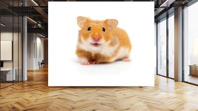 hamster looking Wall mural