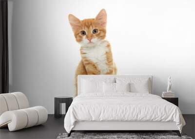 kitten looking Wall mural