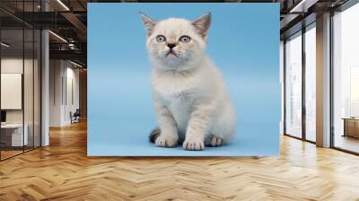 kitten of Scottish breed looks Wall mural