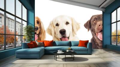 portrait dogs Wall mural