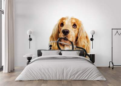 portrait vet dog spaniel on a gray background Wall mural