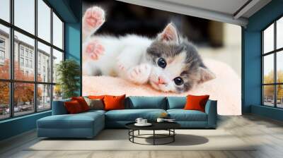 small kitten conveniently lies and looks at the camera Wall mural