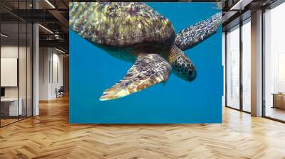 turtle swims Wall mural