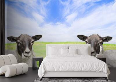 Two sheep in the meadow Wall mural