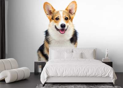 welsh corgi breed dog sitting on a white background Wall mural