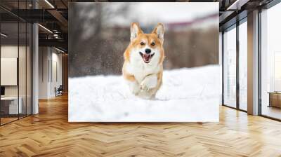 welsh corgi dog running outdoors in the snow Wall mural