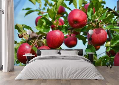 Ripe apples on the tree Wall mural