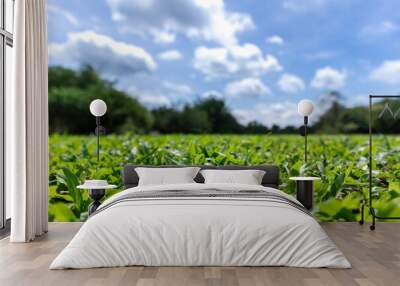 green grass field in park or forest with cloudy sky, shallow depth of field Wall mural