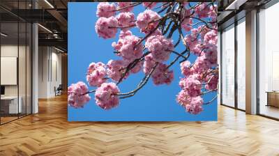 flowering tree. Wall mural