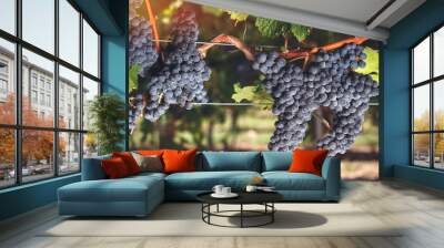 ripe cabernet franc grapes on vine growing in a vineyard at sunset time Wall mural