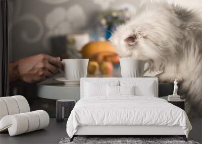 Persian white cat drinking coffee. Coffee mug in male hand. Wall mural