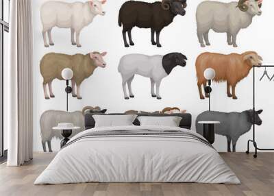 Flat vector set of sheeps and rams of different breeds. Domestic animal with woolly coat. Farm creature. Livestock farming Wall mural