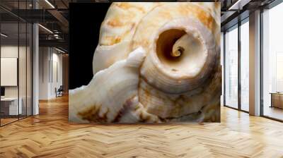 Background of spiral seashell close-up macro isolated on black. Mollusk seashell texture. Wall mural