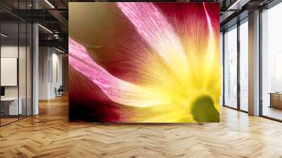 Purple tulip with yellow core closeup macro. Petals of purple and yellow tulip core close-up in the sun macro background texture. Wall mural