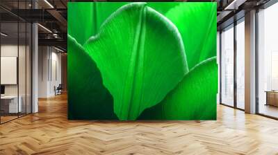 Tulips closeup macro. Petals of smooth green mint color tulips close-up macro background texture. Wall mural