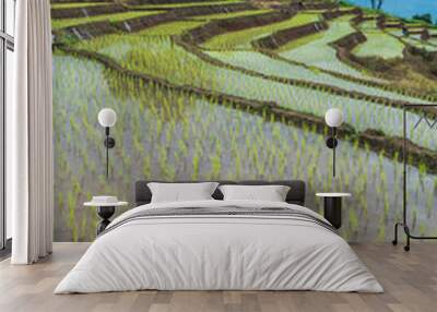 transplant rice terrace seedlings field in Ban Pa Bong Piang, Chiagmai, the north of thailand Wall mural