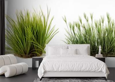 Collection of rowth of buffalo grass, a native prairie grass, known for its drought resistance and less frequent mowing needs, isolated on white background Wall mural