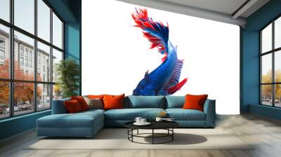 siamese fighting fish, betta fish isolated on white Wall mural