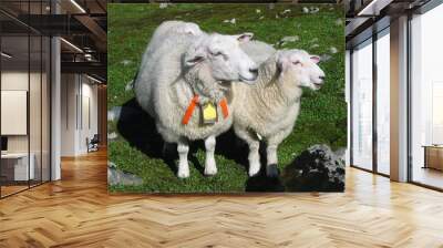 two sheeps Wall mural