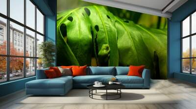 green leaf macro, green frog Wall mural