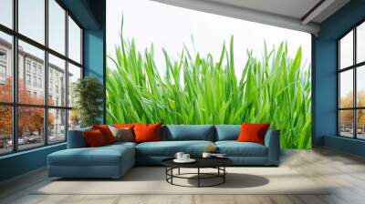 Bright green grass on isolated white background. Close-up. Wall mural