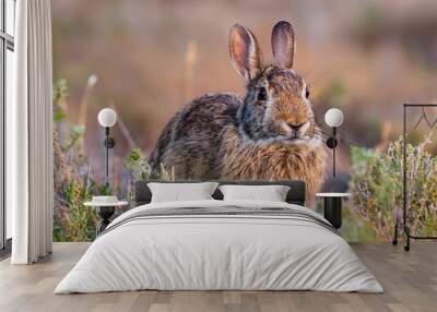 Brown bunny sitting in field, face to camera. Wild or farm animal. Wall mural