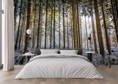 Winter in the Eifel forests,Germany Wall mural