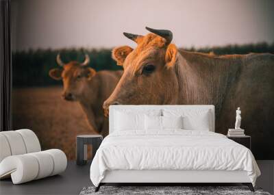 Photo of brown cows with horns on field Wall mural