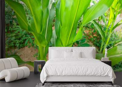 Close up Lush green young corn plants or Latin name zea mays Wall mural