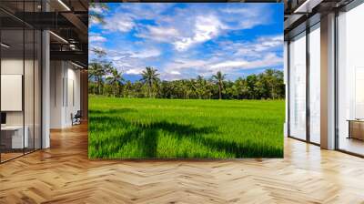 View of rice field wallpaper, clear skies and beautiful trees in Java, Indonesia Wall mural