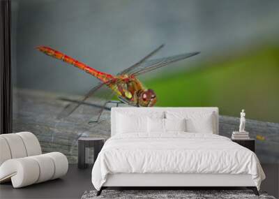 Common Darter  Red  Dragonfly  Symetrum Strriolatum Wall mural