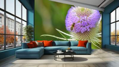 Hover - Fly  on Wild Teasel Flower. Wall mural