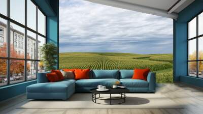 A green field of corn in eastern Iowa on a summer day. Wall mural