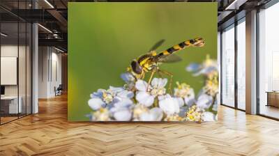 fly on a flower Wall mural