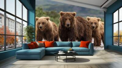 Brown bear with cubs in Katmai Alaska  Wall mural