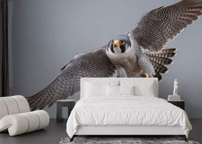 Peregrine Falcon Wall mural