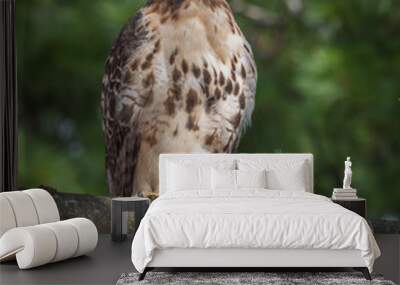 Red Tailed Hawk Wall mural