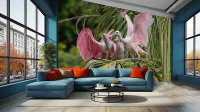 Roseate Spoonbill  Wall mural