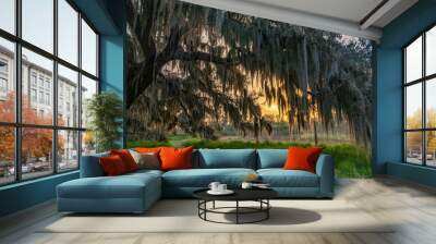 Sunrise Through A Mossy Tree in Florida  Wall mural