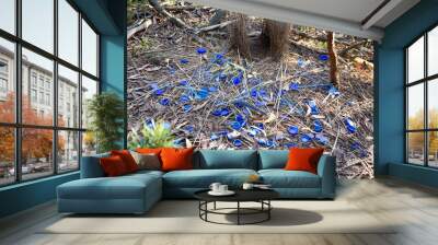 An elaborate nest of the immature satin bowerbird with a collection of blue plastic objects it has collected to attract female attention Wall mural