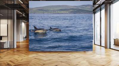 two dolphins swimming in the water Wall mural